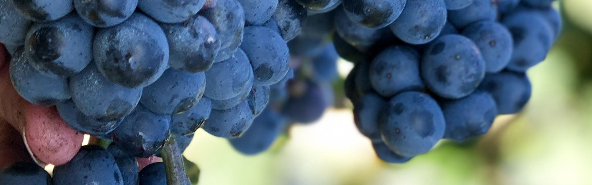 animace vino1