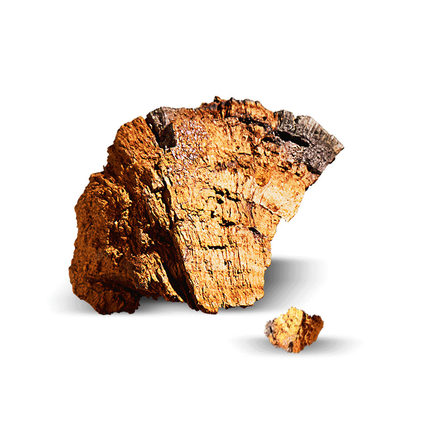 chaga