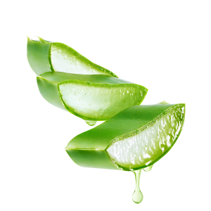 Aloe_vera