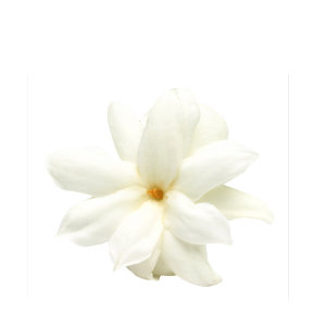 Gardenie_tahitska