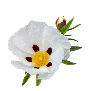 Labdanum