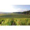 chablis 1548423617