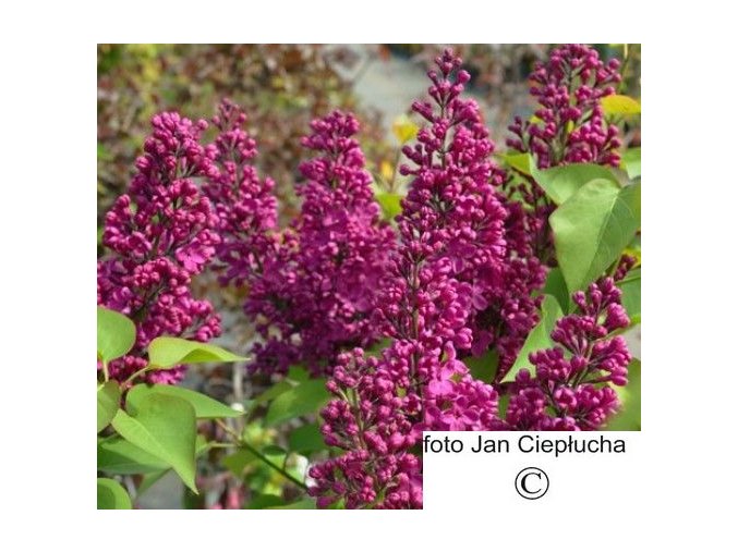 Šeřík Andenken an Ludwig Späth (Syringa vulgaris Andenken an Ludwig Späth)