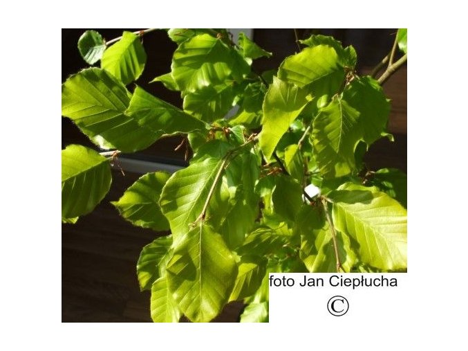 Buk lesní Dawyck Gold (Fagus sylvatica (Dawyck Gold)