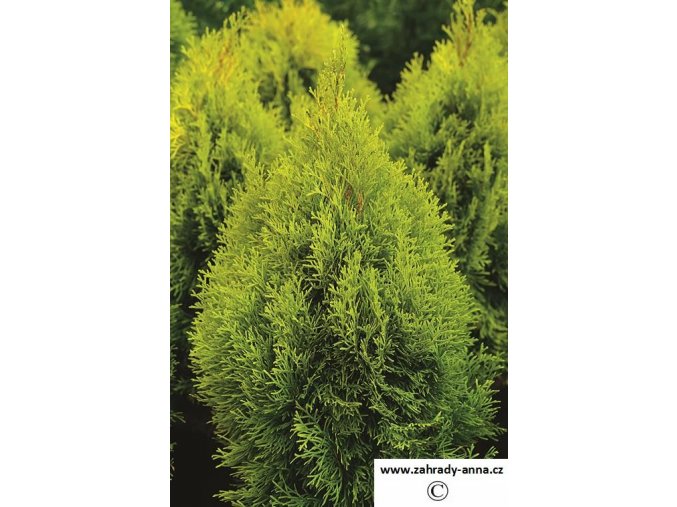 Thuja occidentalis Golden Smaragd (výška 70-80 cm)