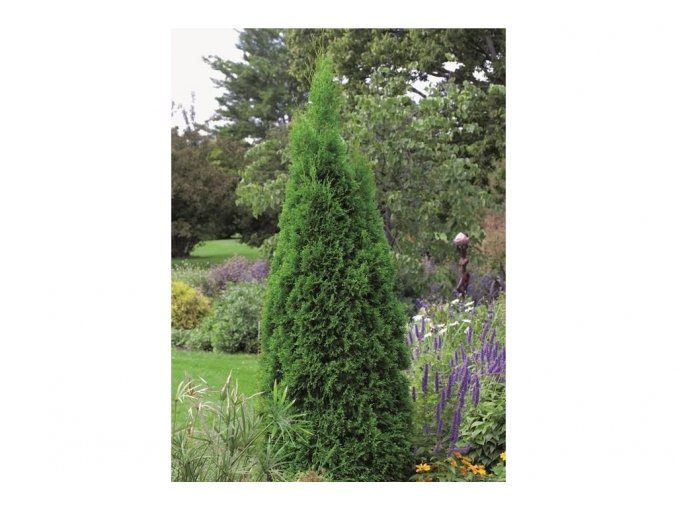 Thuja occidentalis Smaragd (výška  120–140 cm)