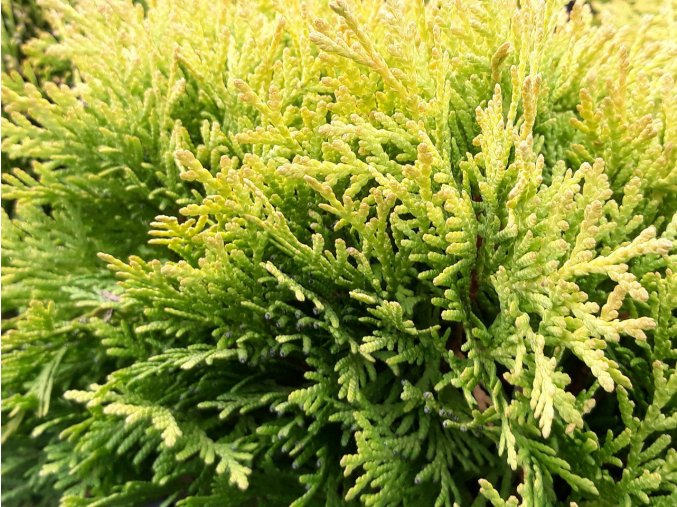 Thuja occidentalis Mirjam Zerav západný Mirjam