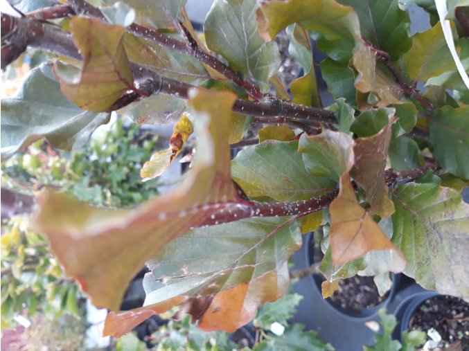 Fagus sylvatica Fialový buk Dawyck Fialový buk Dawyck