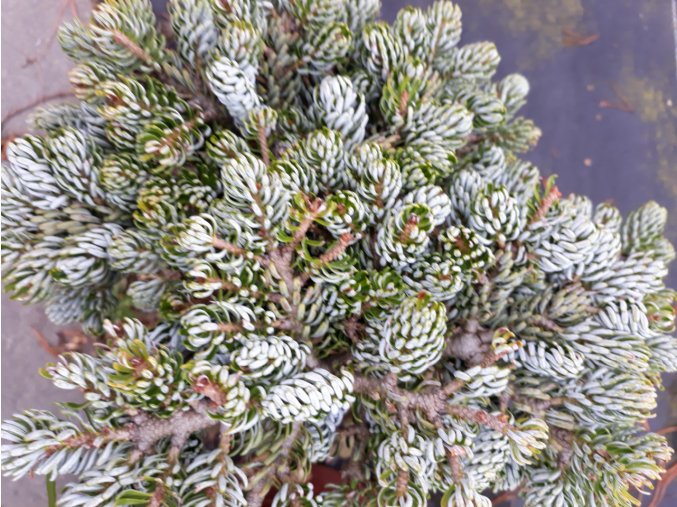 Abies koreana Kohouts Icebreaker PBR Jedľa korejská Kohouts Icebreaker 20-30cm