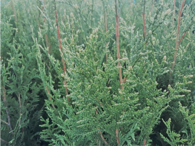 Thuja occidentalis ‘Aureospicata’ zerav západní Květináč   C3 výšky  60-80cm