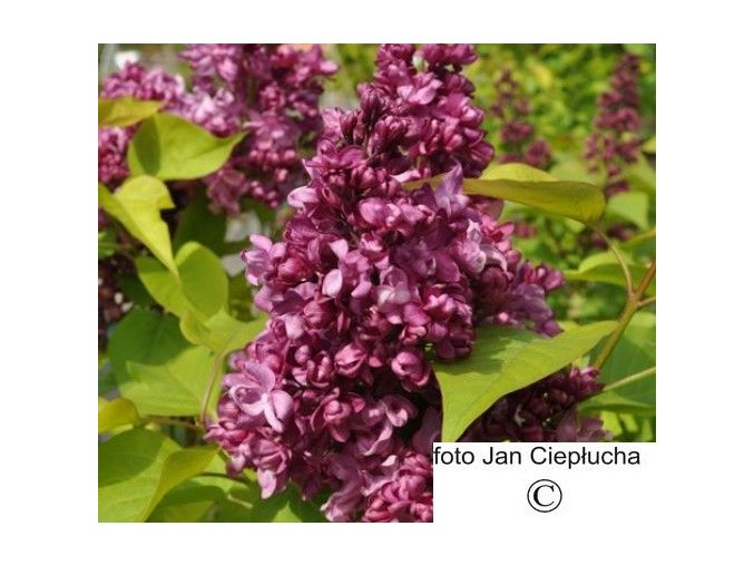 Šeřík obecný Katherine Havemeyer (Syringa vulgaris Katherine Havemeyer)