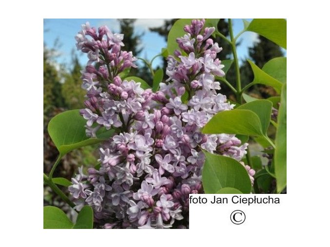 Šeřík obecný Charles Joly (Syringa vulgaris Charles Joly)