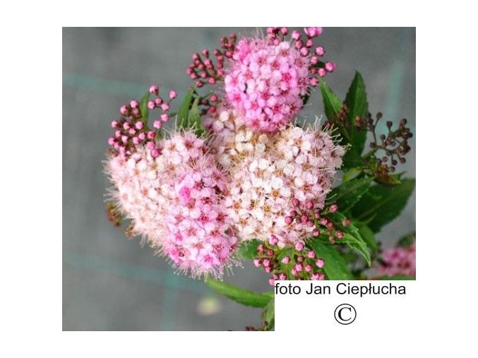 Tavolník japonský Genpei (Spiraea japonica Genpei) [5l hrniec]