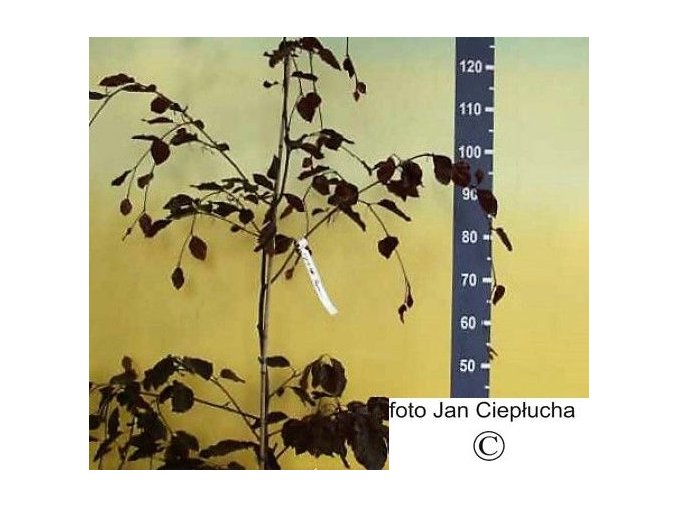 Buk lesní Atropunicea (Fagus sylvatica 'Atropunicea')