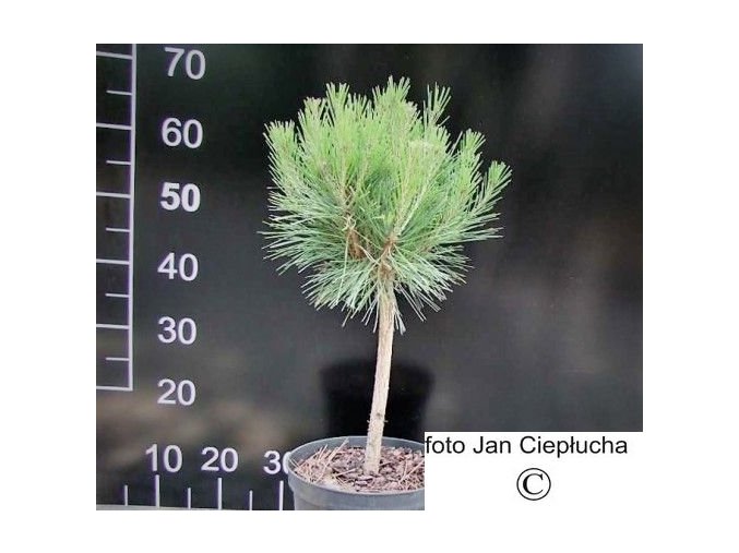 Borovice - Pinus densiflora Compacta