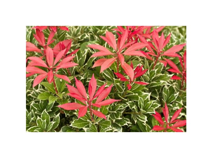 zimozielony Pieris japonski Little Heath