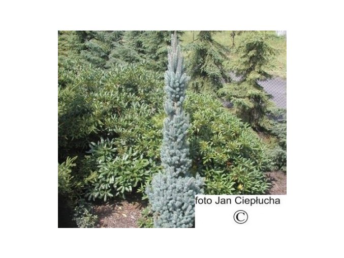 Picea Pungens Iseli Fstigiate