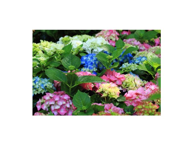 HORTENZIE LATNATÁ 'WIM'S RED' PBR (HYDRANGEA PANICULATA)
