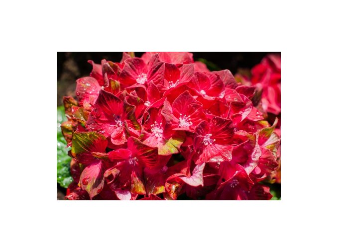 HORTENZIA VEĽKOLISTÁ 'Červené' (HYDRANGEA MACROPHYLLA)