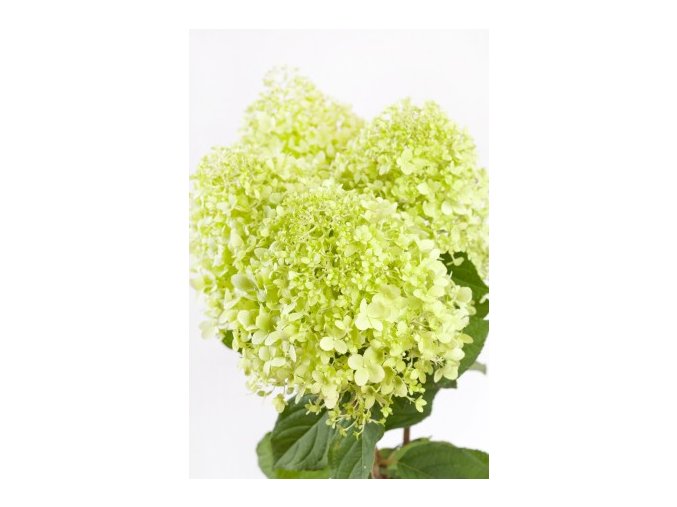 HORTENZIE LATNÁ  'CANDLELIGHT' PBR (HYDRANGEA PANICULATA)