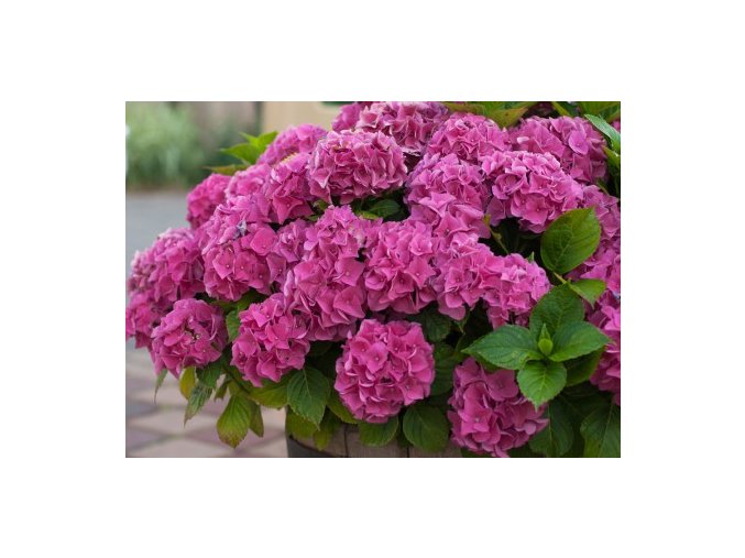 HORTENZIE VELKOLISTÁ 'fialový' (HYDRANGEA MACROPHYLLA)