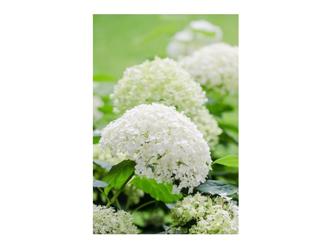 HYDRANGEA ARBORESCENS INCREDIBALL® 'ABETWO' BÍLÁ AŽ PISTÁCIOVÁ,(strong annabelle)