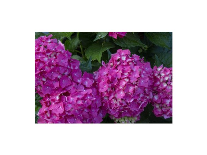 HYDRANGEA MACROPHYLLA ', RŮŽOVO-MODRÁ VÝŠKA 30CM