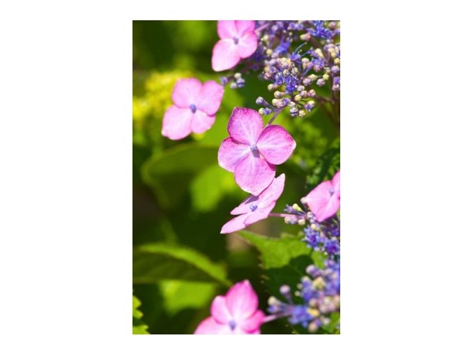 HYDRANGEA MACROPHYLLA 'ZAUNKÖNIG' ZAHRADNÍ, FIALOVÁ VÝŠKA 25CM