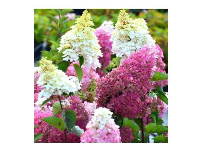 HYDRANGEA PANICULATA 'FRAISE MELBA' (RENBA) RŮŽOVO-ČERVENÁ VÝŠKA 40