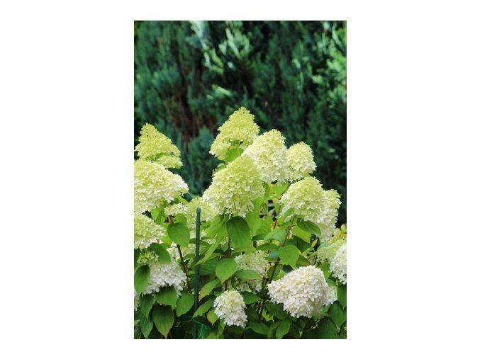 HYDRANGEA PANICULATA LITTLE LIME® 'JANE' PBR LATNATÁ, KRÉMOVO-BÍLÁ