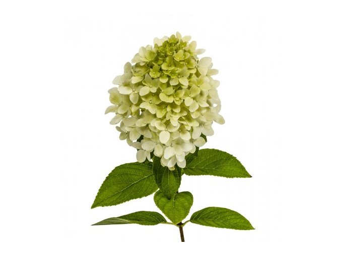 HYDRANGEA PANICULATA MAGICAL MOONLIGHT 'KOLMAGIMO' LATNATÁ, BÍLÁ VÝŠKA 40CM