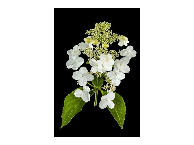 HYDRANGEA PANICULATA 'POLESTAR' PBR LATNATÁ, KRÉMOVO-BÍLÁ VÝŠKA 40CM