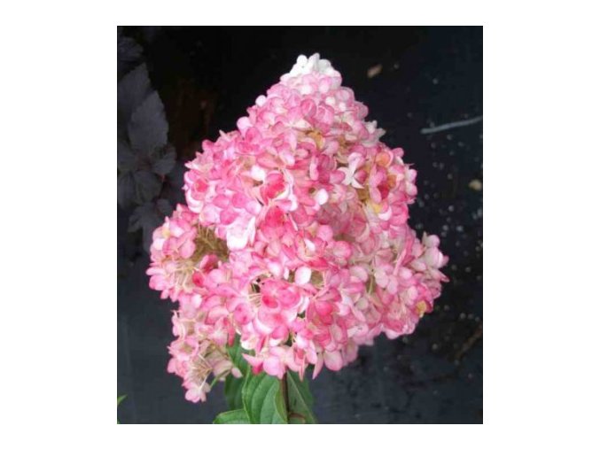 HYDRANGEA PANICULATA VANILLE-FRAISE ' PBR LATNATÁ, BÍLO-RŮŽOVÁ VÝŠKA 40