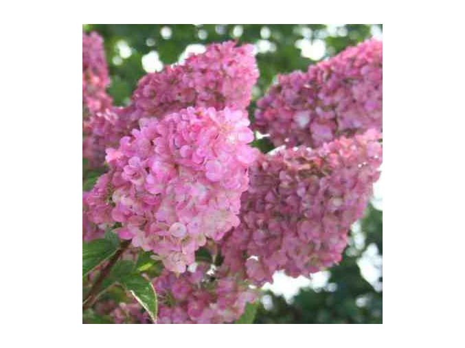 HYDRANGEA PANICULATA 'SUNDAE FRAISE' (RENSUN) KYTICE HORTENZIE