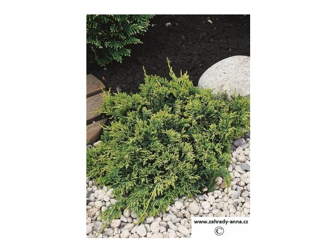 14222417PA Juniperus horizontalis Golden Carpet (Copy)