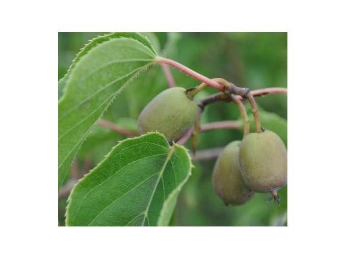 Actinidia arguta Geneva