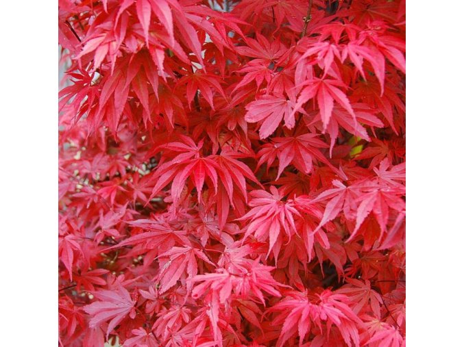 acer palmatum skeeters broom japanese maple 165