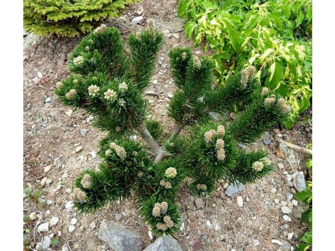 NATURALNE BONSAI Sosna gorska Jakobsen