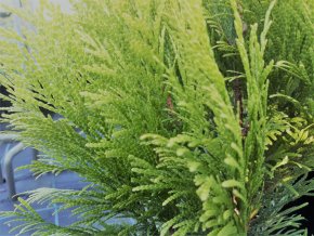 155 thuje goldy 4ever thuja plicata zerav obrovsky