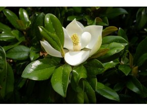 Magnolia grandifloraGallisoniensis
