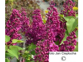 Šeřík obecný Andenken an Ludwig Späth (Syringa vulgaris Andenken an Ludwig Späth)