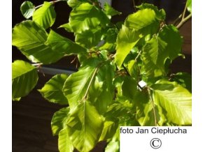 Buk lesní Dawyck Gold (Fagus sylvatica (Dawyck Gold))