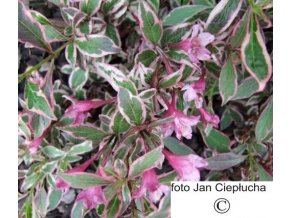 266 weigelie ruzova monet verweig weigela florida