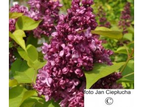 Šeřík obecný Katherine Havemeyer (Syringa vulgaris Katherine Havemeyer)