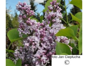 Šeřík obecný Charles Joly (Syringa vulgaris Charles Joly)