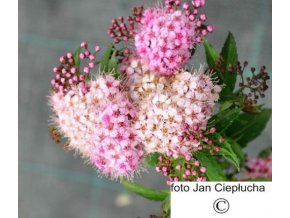 Tavolník japonský Genpei (Spiraea japonica Genpei) [Květináč 5l]