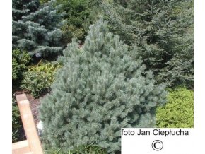 Borovica lesná - Pinus sylvestris Watereri