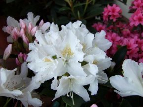 Rhododendron Cunningham`s White