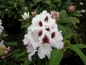 Rhododenron Calsap