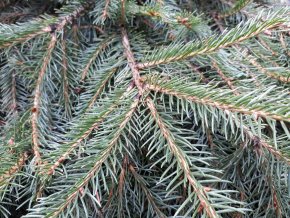 picea formanek